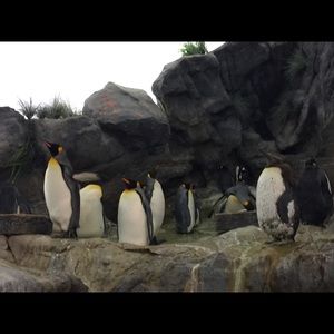 Meet your Posher, Morgan